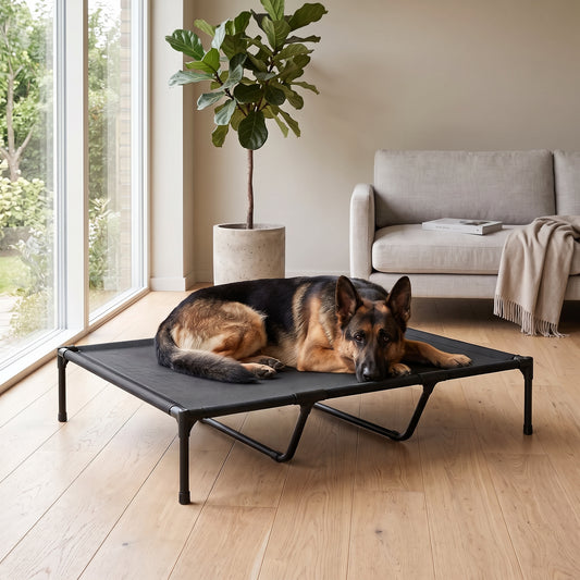 German Shepherd lying on black elevated dog bed in modern living room with large windows and fiddle leaf fig plant