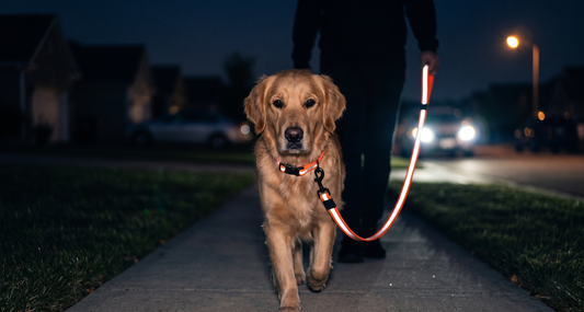 Golden Retriever evening walk with orange reflective dog leash and collar – night safety GianfiStore
